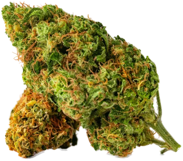 Close-up van groene cannabis toppen.