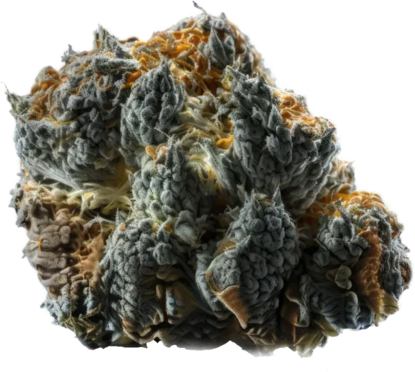 Gedetailleerde macrofoto van cannabis top.
